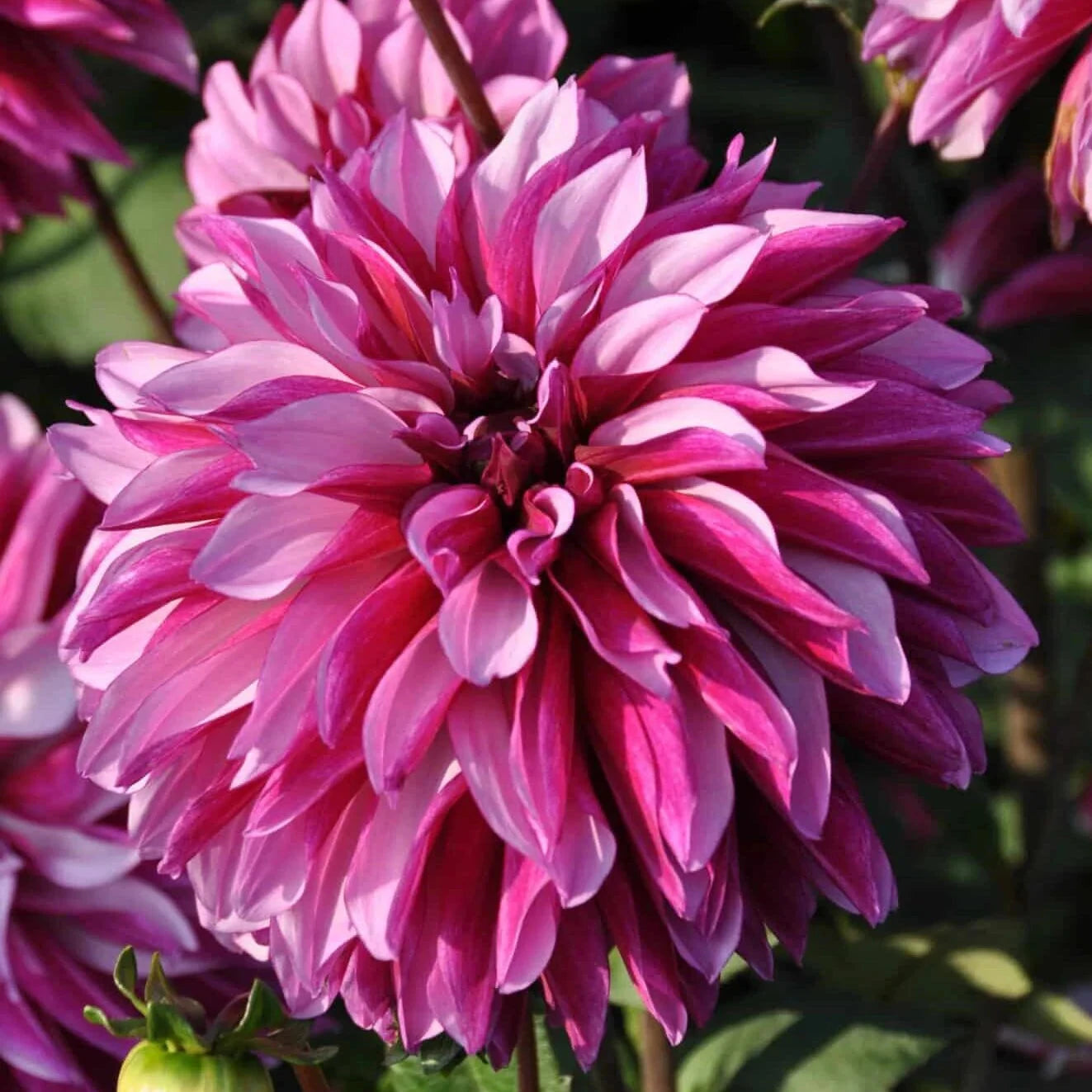 Dahlia - Cranberry Classic