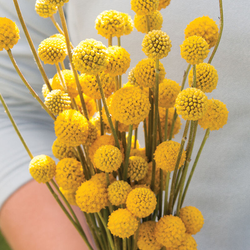 Craspedia - Billy Buttons