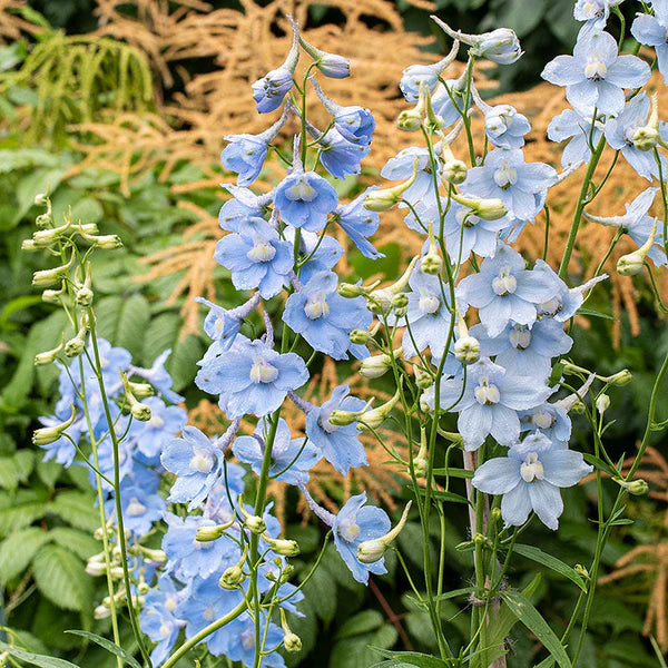 Delphinium - Cliveden Beauty