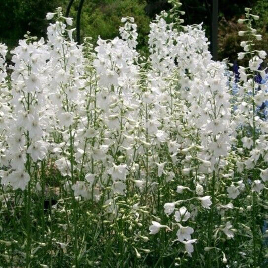 Delphinium - Casablanca