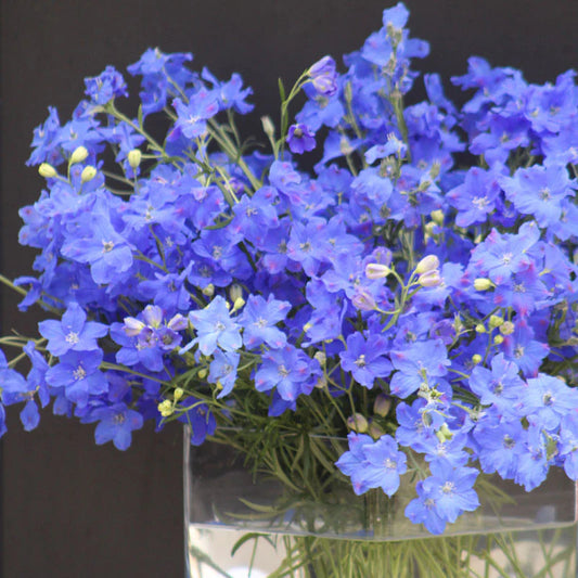 Delphinium - Jenny's Pearl Blue