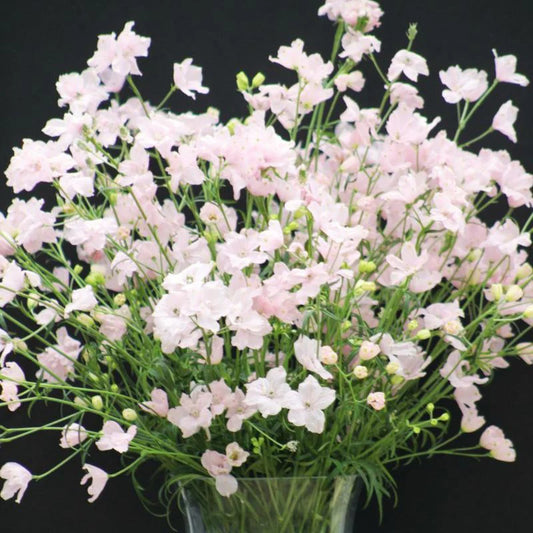 Delphinium - Jenny's Pearl Pink