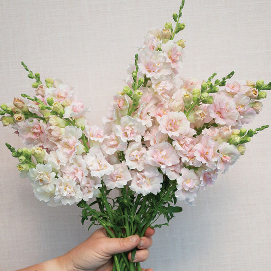 Snapdragon - Double Frappe Light Pink