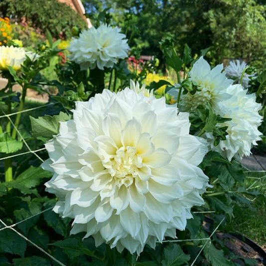 Dahlia - Fleurel