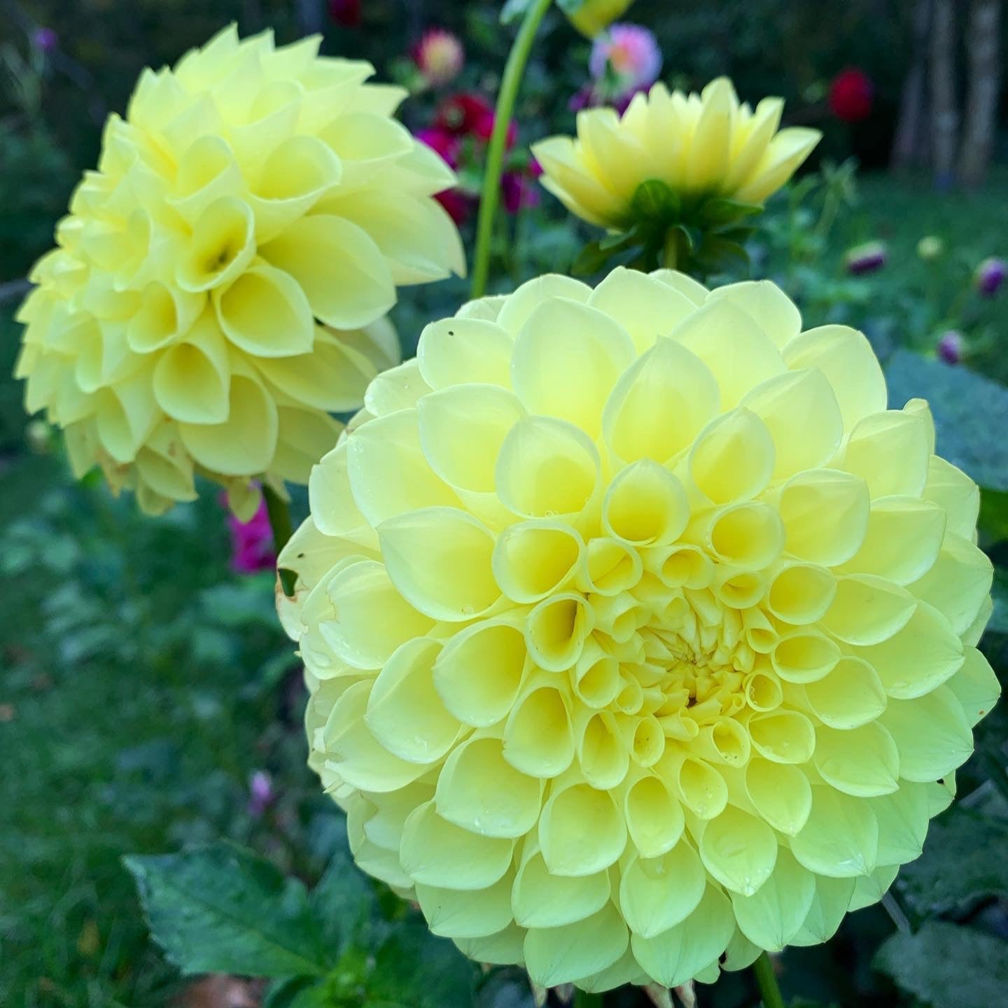 Dahlia - Golden Torch