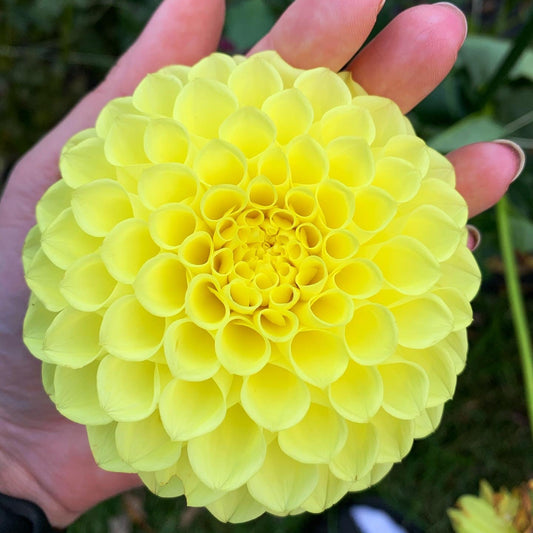 Dahlia - Golden Torch