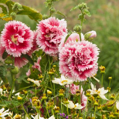 Hollyhock - Fiesta Time