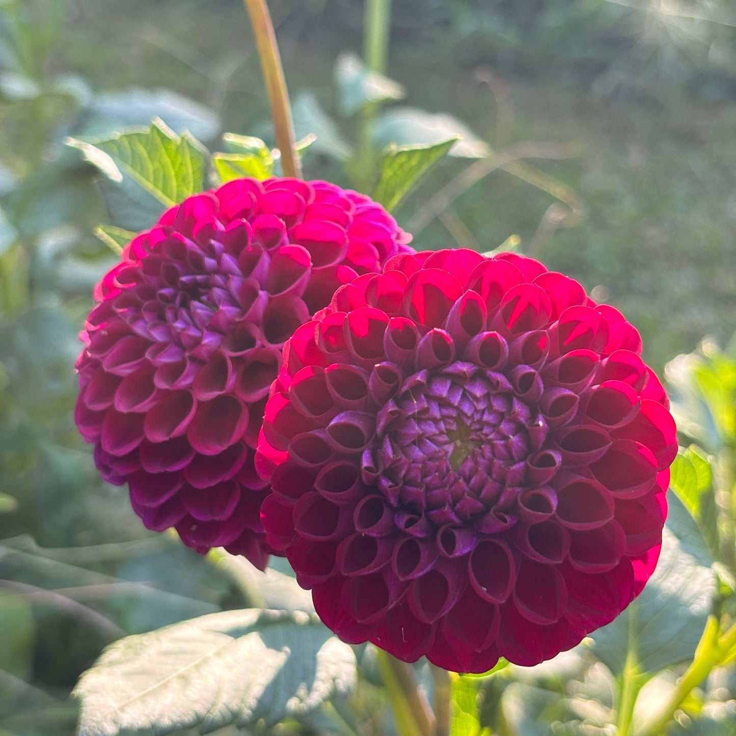 Dahlia - Ivanetti