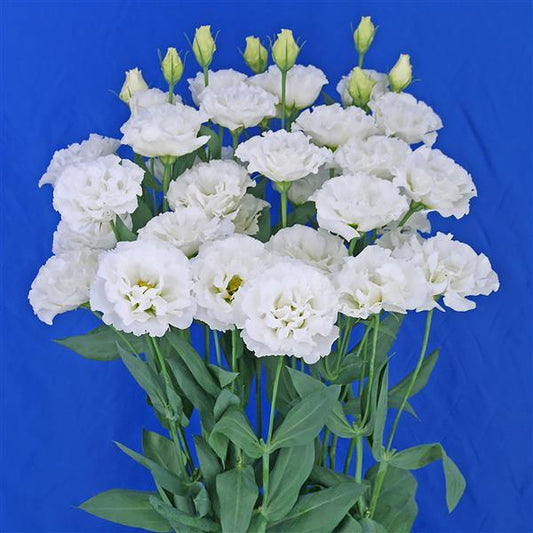 Lisianthus - Celeb 2 Swan