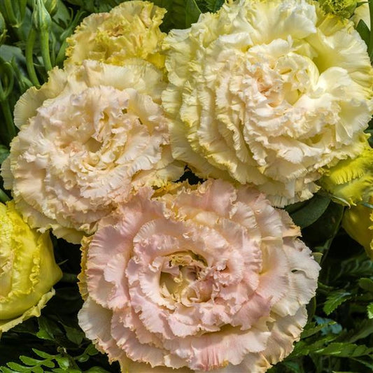 Lisianthus - Voyage 2 Champagne