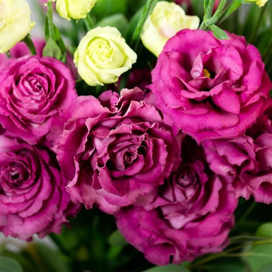 Lisianthus - Voyage 2 Deep Rose