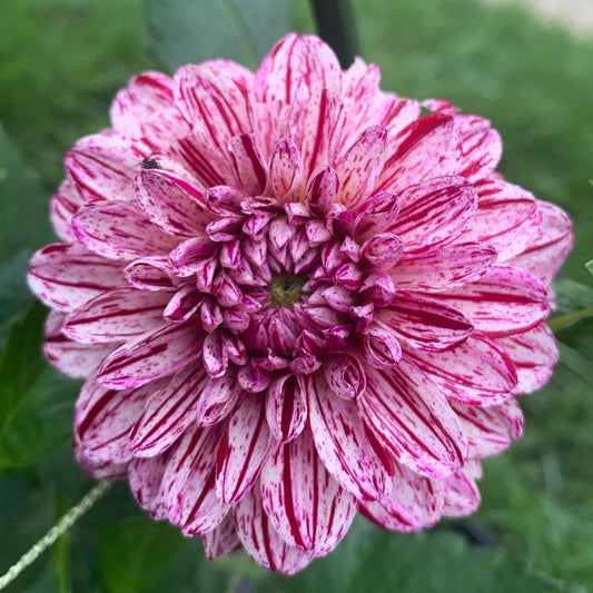 Dahlia - Marble Ball