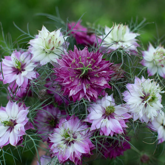 Nigella - Miss Jekyll Rose