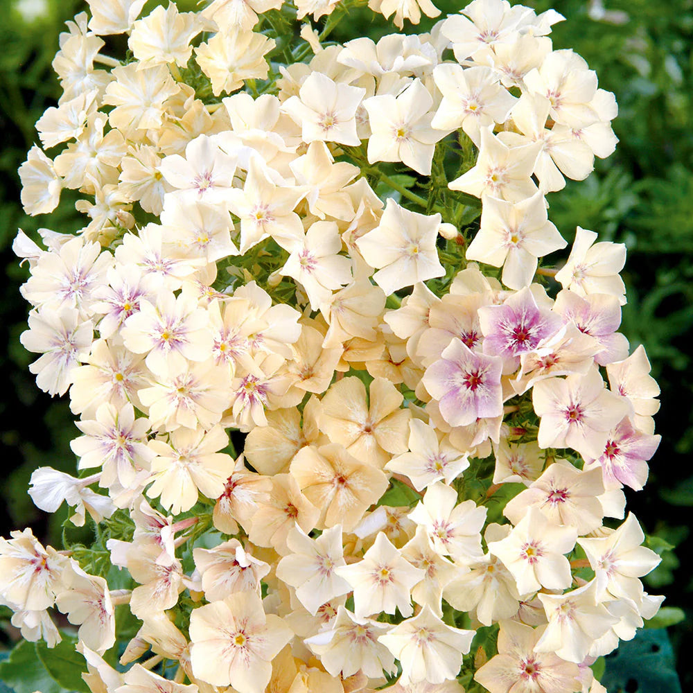 Phlox - Crème Brûlée