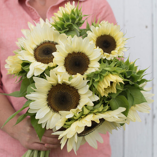 Sunflower - ProCut® White Nite