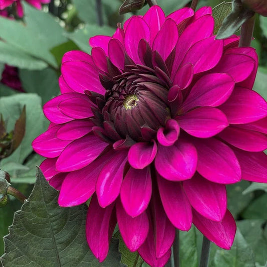 Dahlia - Purple Flame