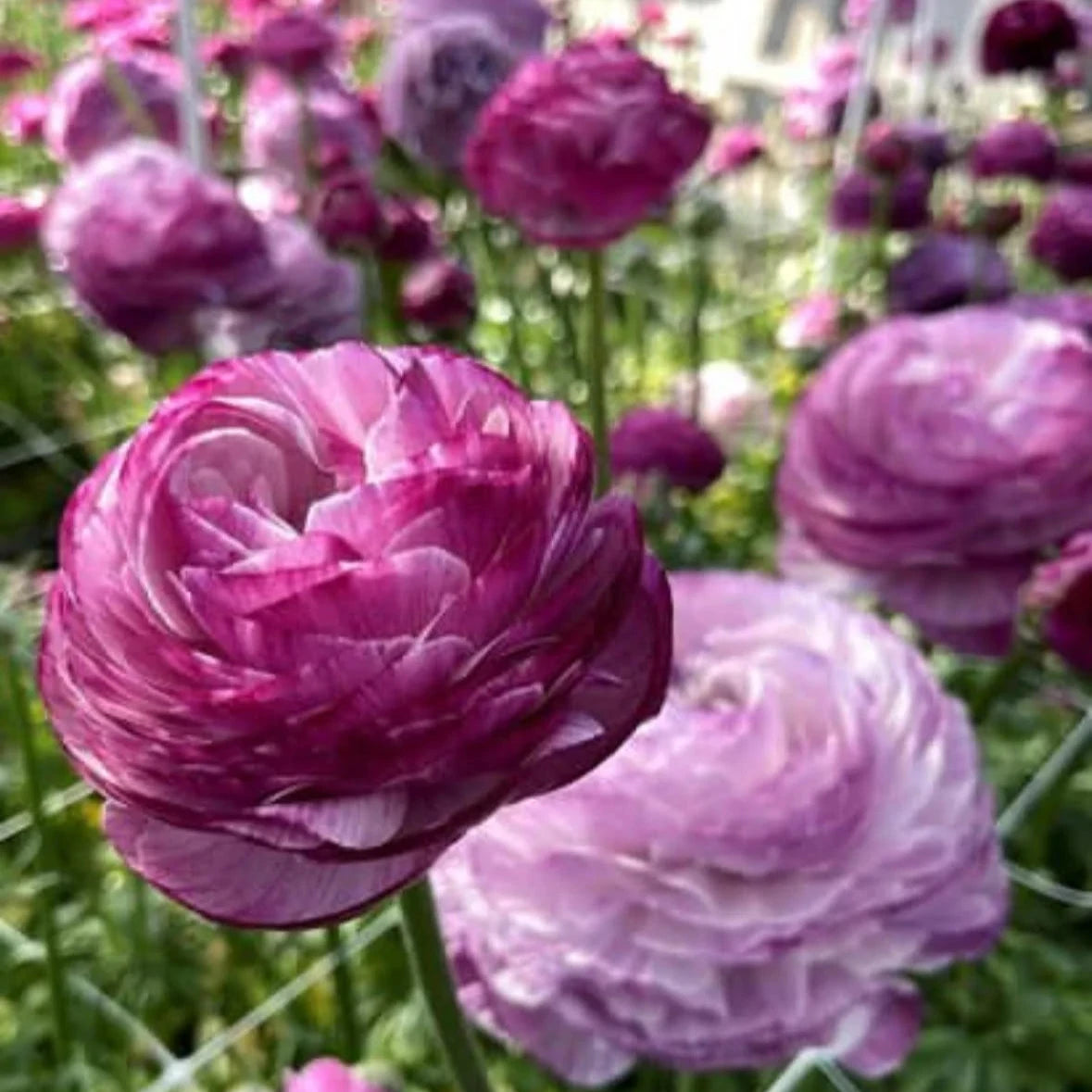 Ranunculus - Elegance® Milka