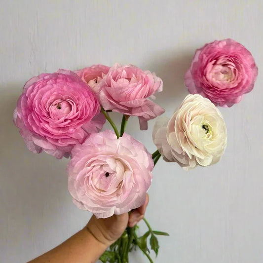 Ranunculus - Elegance® La Dolce Vita Mix