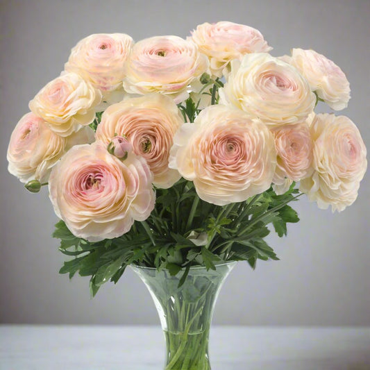 Ranunculus - Romance™ Maritime®