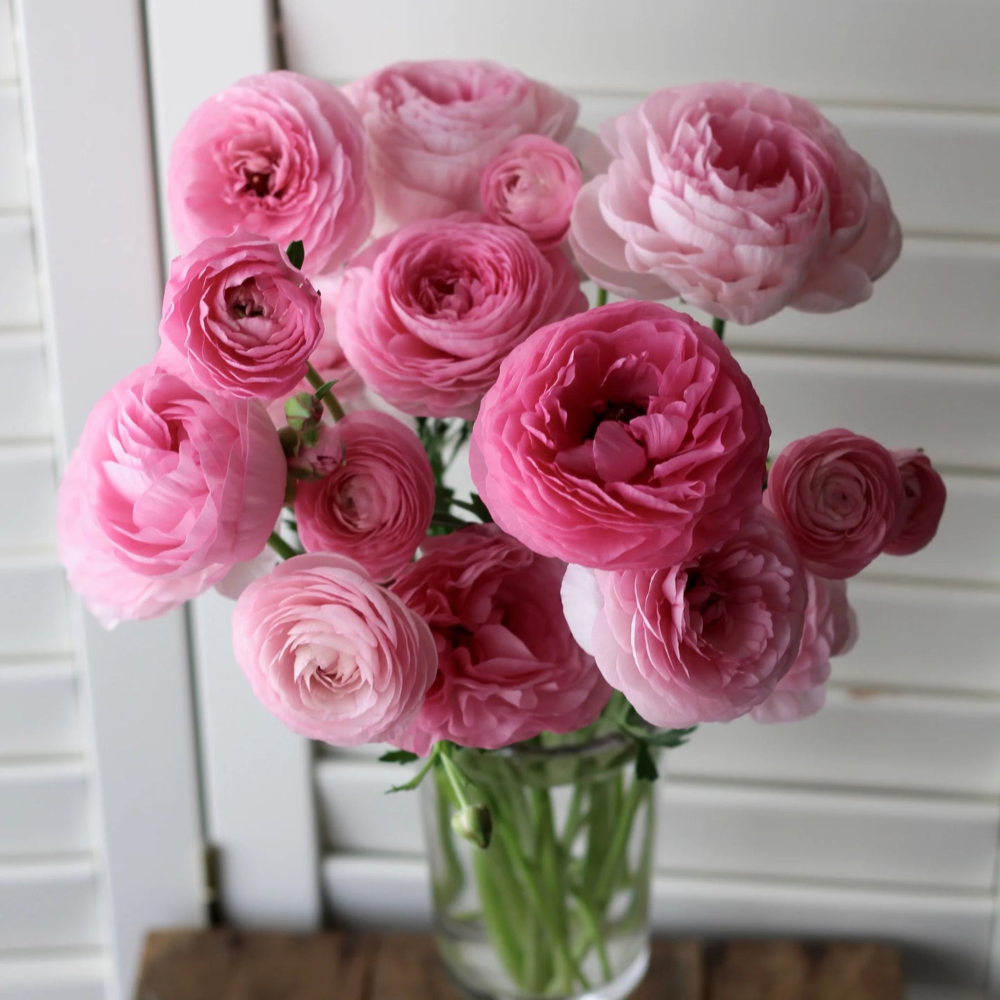 Ranunculus - Elegance® Rosa Chiaro