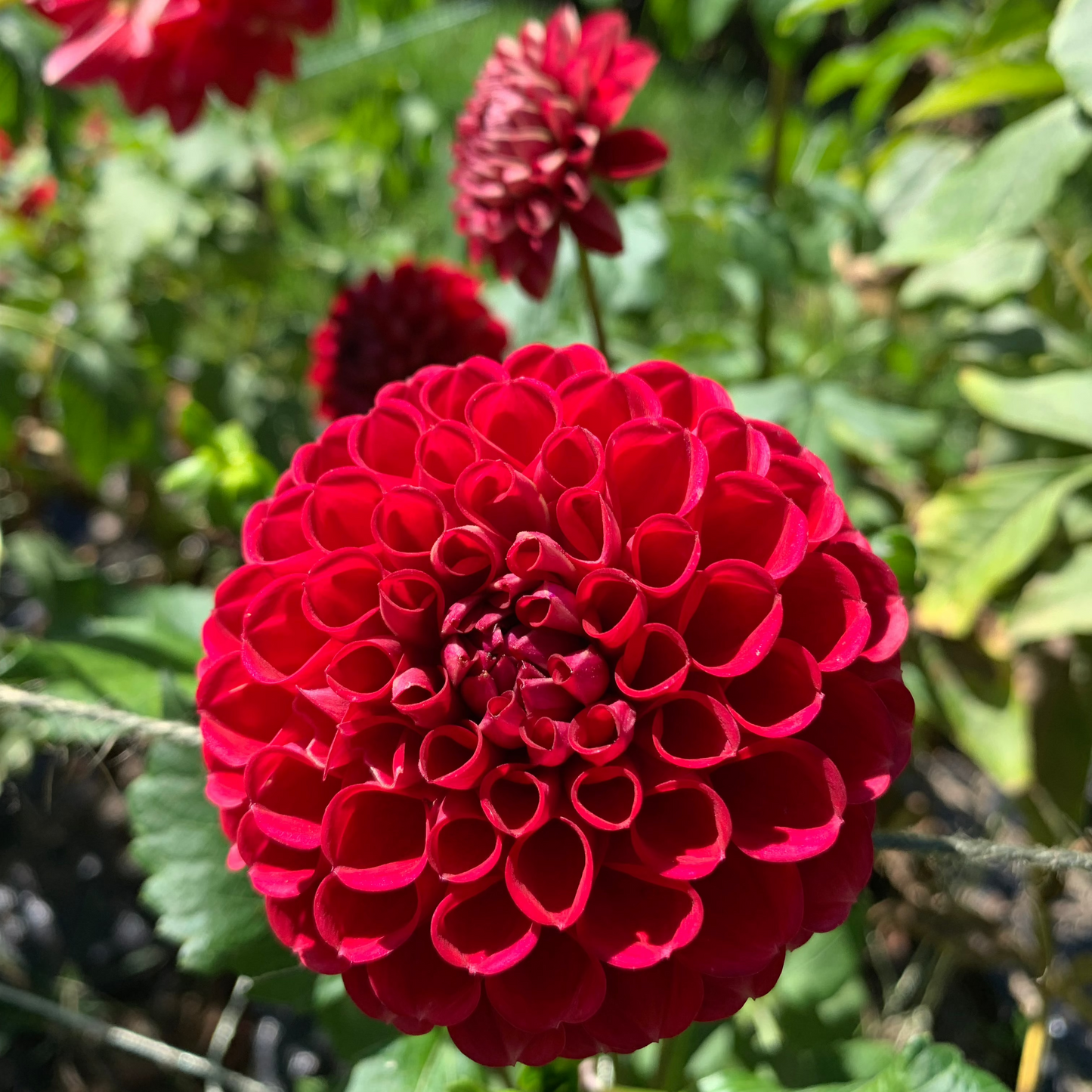 Dahlia - Red Cap