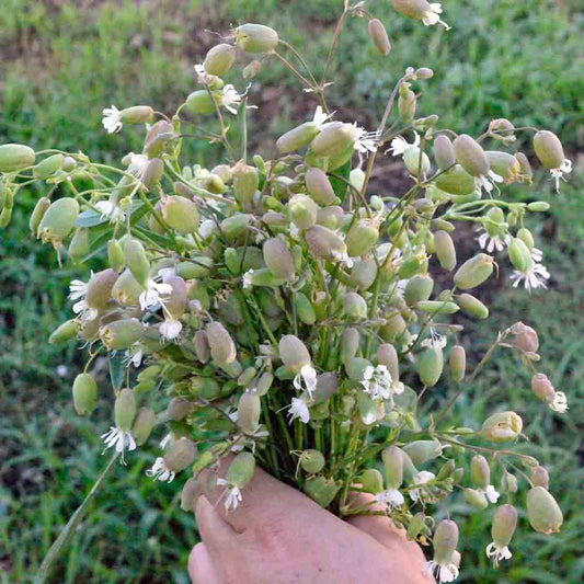 Sculpit/Stridolo (Silene inflata)