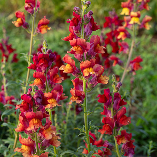 Snapdragon - Copper Queen