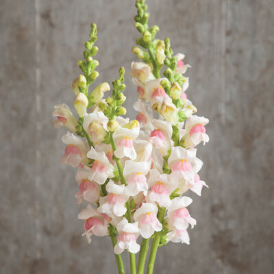 Snapdragon - Appleblossom