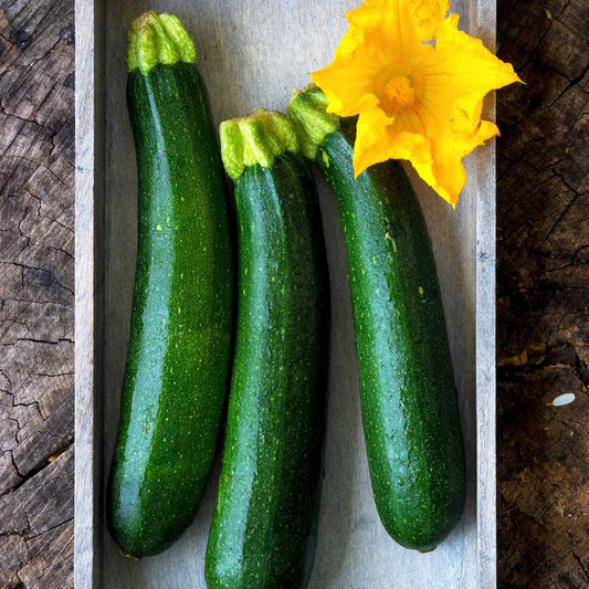 Summer Squash - Fordhook Zucchini