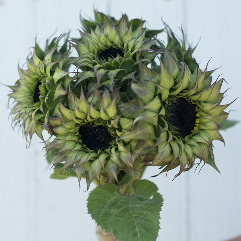 Sunflower - SunFill® Purple