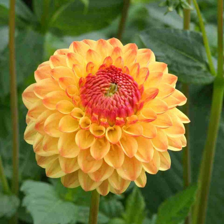 Dahlia - Sunny Boy